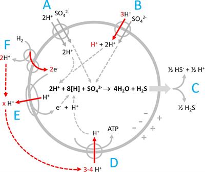 Recording and Simulating Proton-Related Metabolism in Bacterial Cell Suspensions